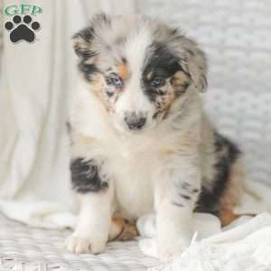 Derick, Australian Shepherd Puppy