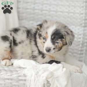 Derick, Australian Shepherd Puppy