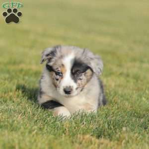 Derick, Australian Shepherd Puppy