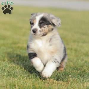 Derick, Australian Shepherd Puppy