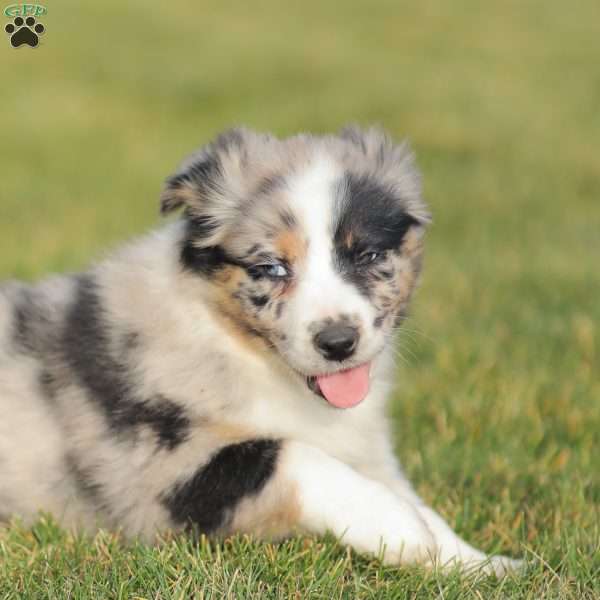 Derick, Australian Shepherd Puppy