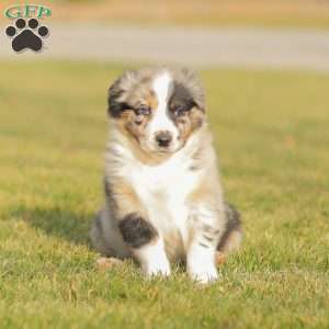 Derick, Australian Shepherd Puppy