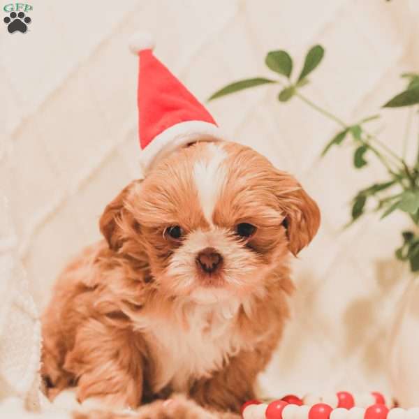 Willow, Shih Tzu Puppy