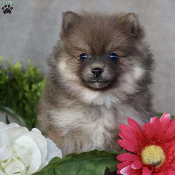 Pumpkin, Pomeranian Puppy