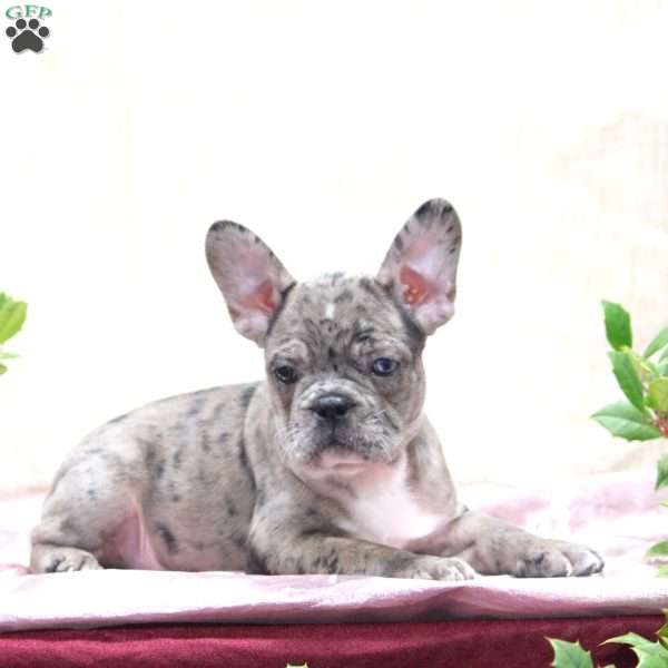 Aaron, Frenchton Puppy