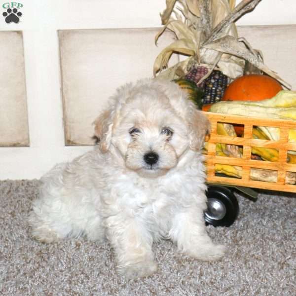 Aaron, Maltipoo Puppy