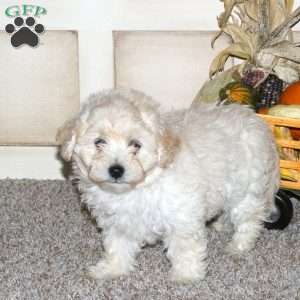 Aaron, Maltipoo Puppy