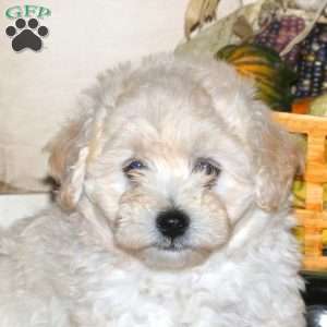 Aaron, Maltipoo Puppy