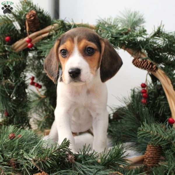 Abby, Jack Russell Mix Puppy