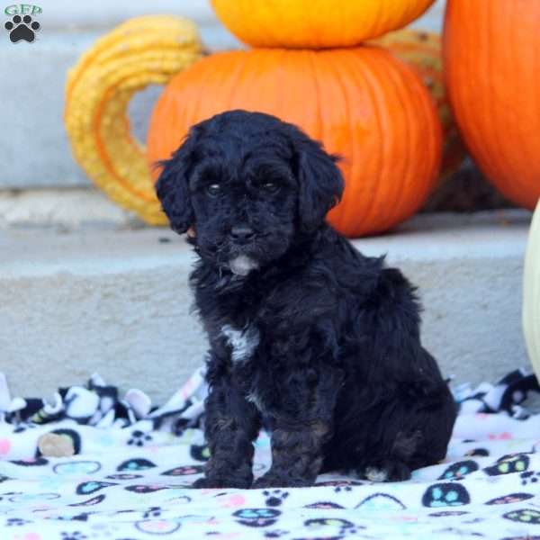 Abby, Mini Labradoodle Puppy