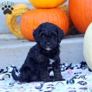 Abby, Mini Labradoodle Puppy