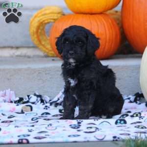 Abby, Mini Labradoodle Puppy