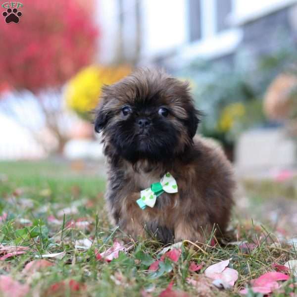 Abel, Shih Tzu Puppy