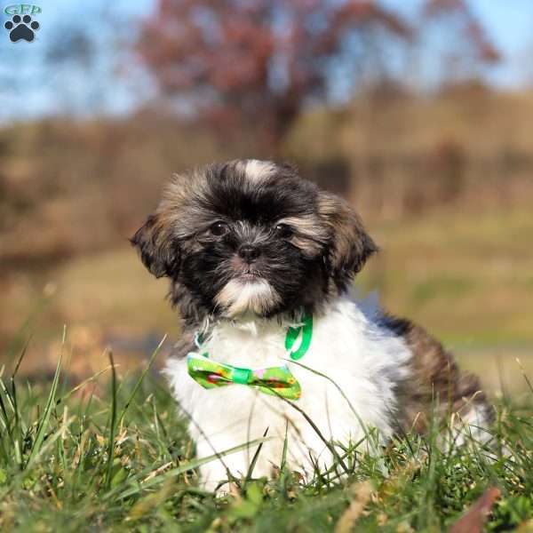 Ace, Shih Tzu Puppy