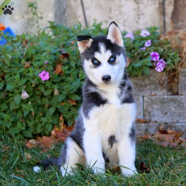 Ace, Siberian Husky Puppy