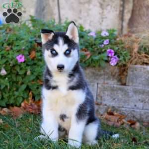 Ace, Siberian Husky Puppy