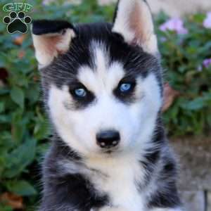 Ace, Siberian Husky Puppy