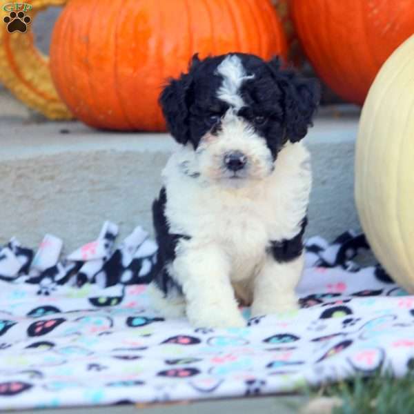 Adam, Mini Labradoodle Puppy