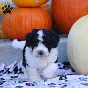 Adam, Mini Labradoodle Puppy