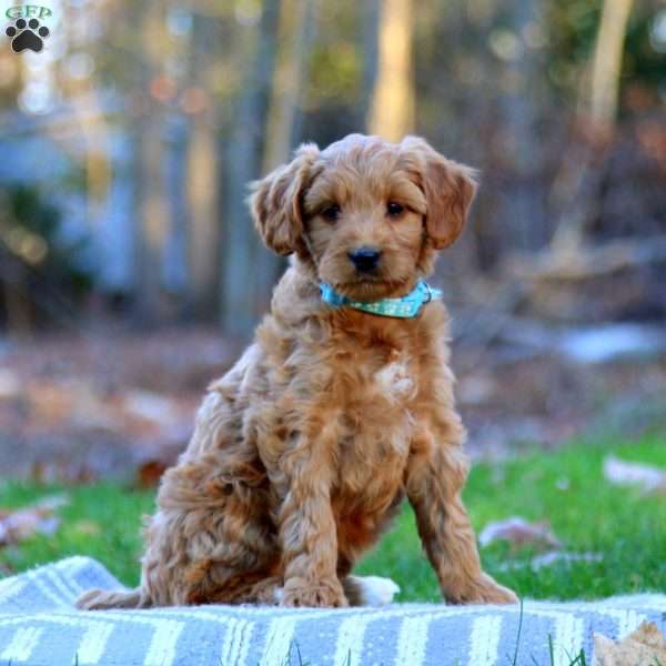 Adam, Mini Goldendoodle Puppy