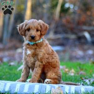 Adam, Mini Goldendoodle Puppy