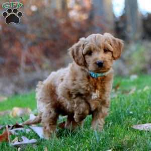 Adam, Mini Goldendoodle Puppy