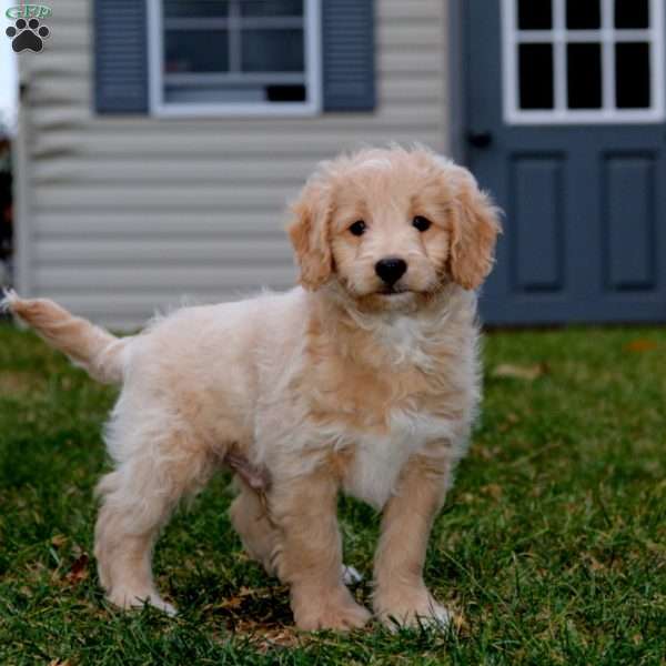 Alec, Mini Goldendoodle Puppy