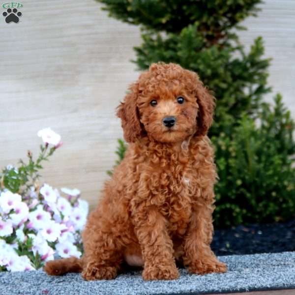 Alec, Miniature Poodle Puppy