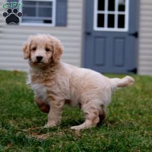 Alec, Mini Goldendoodle Puppy