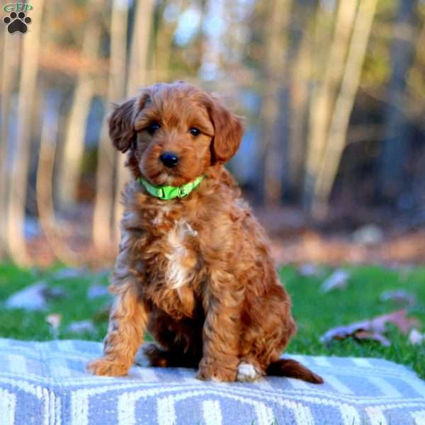 Alex, Mini Goldendoodle Puppy