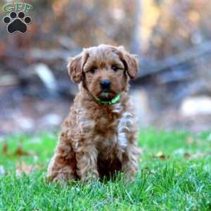 Alex, Mini Goldendoodle Puppy