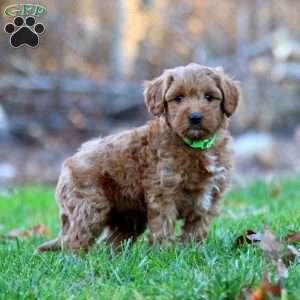 Alex, Mini Goldendoodle Puppy