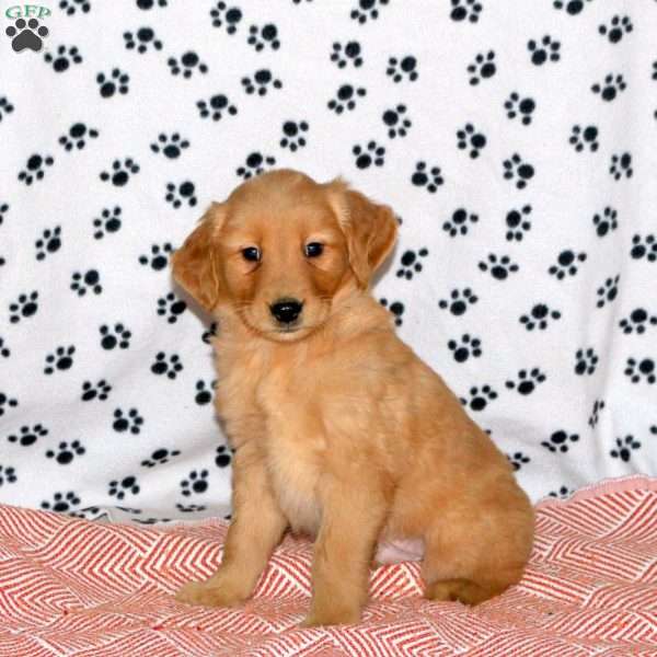 Alexander, Golden Retriever Puppy