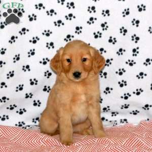 Alexander, Golden Retriever Puppy