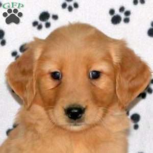 Alexander, Golden Retriever Puppy