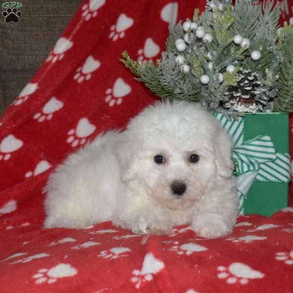 Alfredo, Bichon Frise Puppy