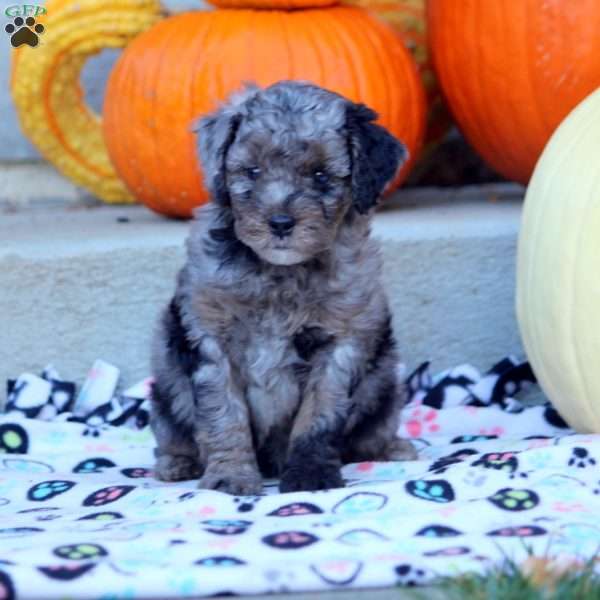 Alice, Mini Labradoodle Puppy