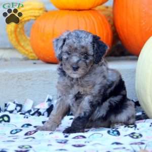 Alice, Mini Labradoodle Puppy