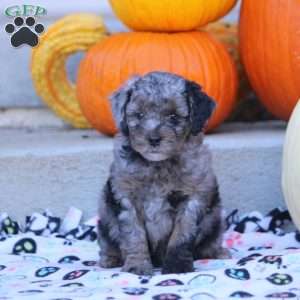 Alice, Mini Labradoodle Puppy