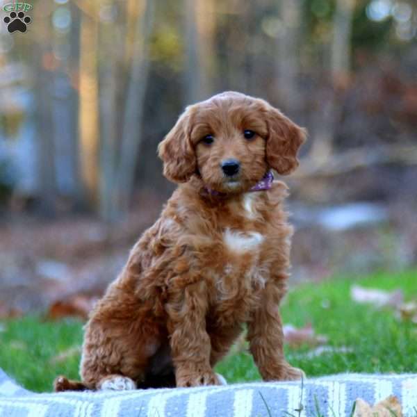 Alice, Mini Goldendoodle Puppy