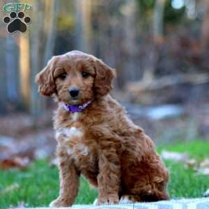 Alice, Mini Goldendoodle Puppy