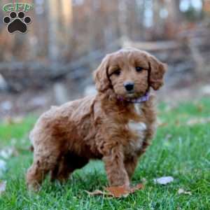 Alice, Mini Goldendoodle Puppy