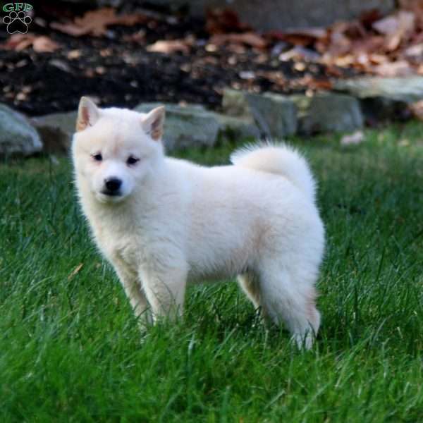 Alisha, Shiba Inu Puppy