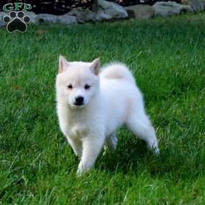 Alisha, Shiba Inu Puppy