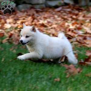 Alisha, Shiba Inu Puppy