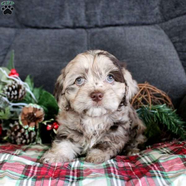 Alison, Cavapoo Puppy