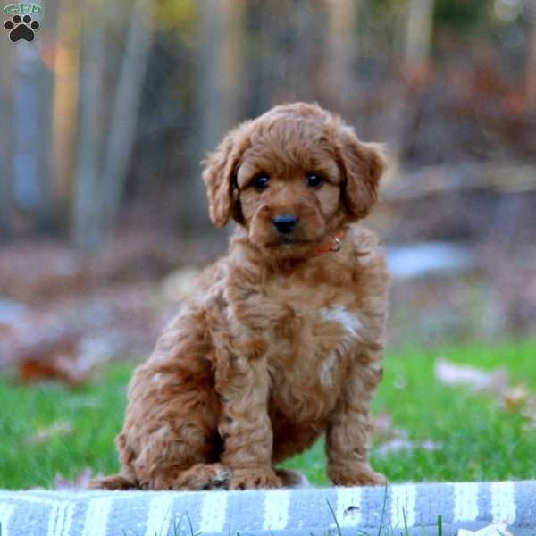 Allen, Mini Goldendoodle Puppy