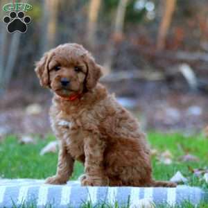 Allen, Mini Goldendoodle Puppy