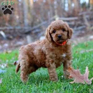 Allen, Mini Goldendoodle Puppy