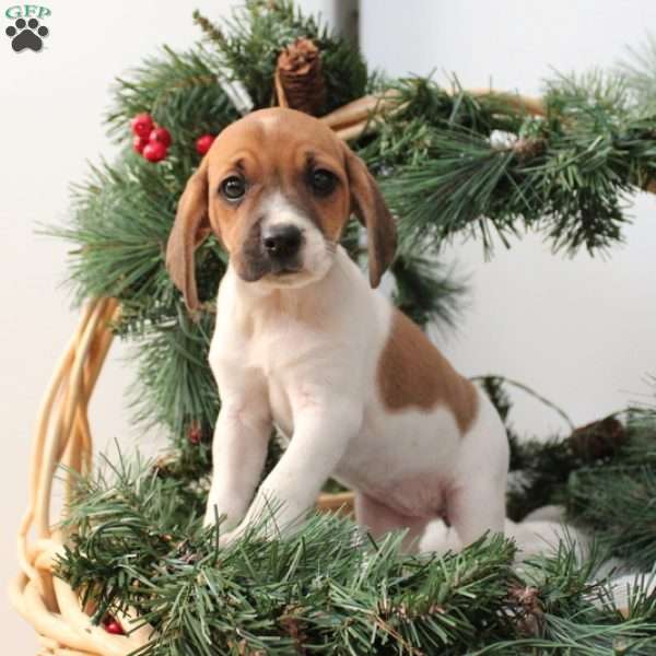 Alice, Jack Russell Mix Puppy